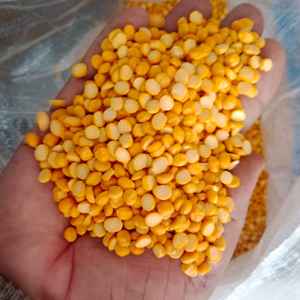 Chana Dal indio pulido de la mejor calidad directo de fuente Ideal para cocinar y exportar al mejor precio al por mayor - Product Image 3