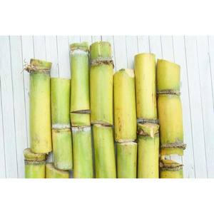 อ้อยสดเหมาะสำหรับการคั้นน้ำและเคี้ยวในฟาร์ม - Product Image 4