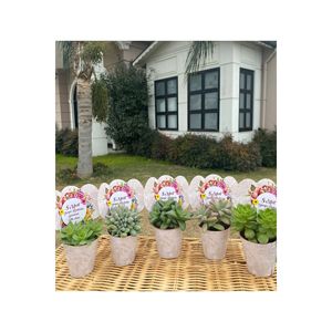 8 marzo Mix regalo succulento per la giornata della donna (20 pezzi)