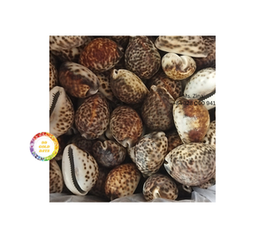 Meilleure offre pour les ronds de serviette naturels en magnésie Design coquillage avec osier poli Nature's Beauty porte-serviettes - Product Image 5