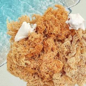 EUCHEMA COTTONII ALGUES MEILLEUR PRODUIT DU VIETNAM - Product Image 5