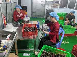 Canne à sucre congelée de qualité supérieure au meilleur prix du Vietnam en vrac - Product Image 4