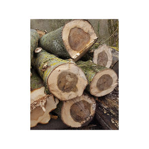 Grumes de peuplier de haute qualité à vendre en vrac à des prix compétitifs - Product Image 1