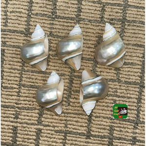 Rond de serviette coquillage fait à la main à partir de coquillage pour la table de mariage ferme rustique approvisionnement Vietnam - Product Image 1