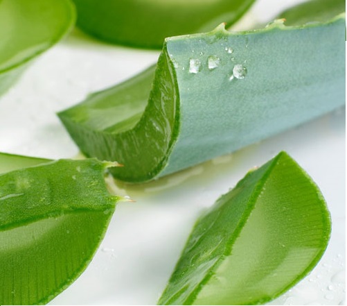 100% Bio Aloe Vera Natrliches Aloe Vera Wrfel gelee fr den Export|  Alibaba.com