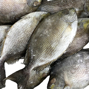 Pescado de conejo entero a granel MARISCOS CONGELADOS exportación pescado fresco al por mayor - Product Image 2