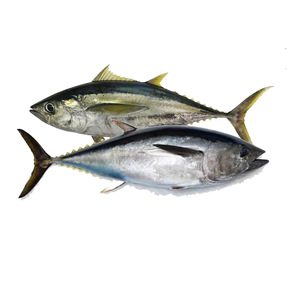 פרימיום קפוא yellowfin טונה עם מחיר תחרותי/bluk קפוא yellowfin <span class=keywords><strong>albacore</strong></span> טונה דגי סלילי ארוחה