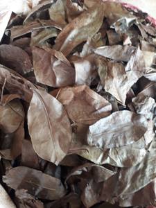 Bon délicieux 100% feuilles de corossol séchées biologiques pour le thé originaire du Vietnam à bas prix - Product Image 2