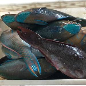 Pescado Loro Congelado de Alta Demanda, Entero y Redondo, Exportador Mayorista - Product Image 1