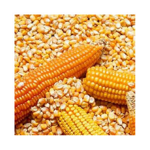 IMPORTE maíz amarillo, maíz amarillo seco de maíz de nosotros en cualquier momento. - Product Image 6