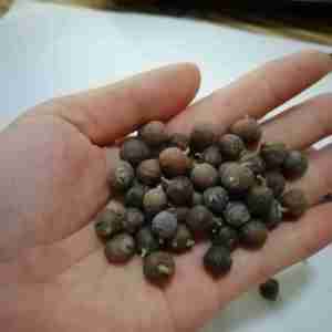 Natural organic juniper berries bulk supply new season premium quality wholesale dried juniper berries private label packaging - Product Image 5
