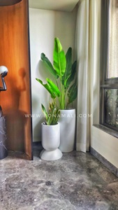 กระถางต้นไม้ทำจากแก้วไฟเบอร์กลาสไฟเบอร์กลาสสำหรับตกแต่งสวนในร่ม/กลางแจ้ง - Product Image 3