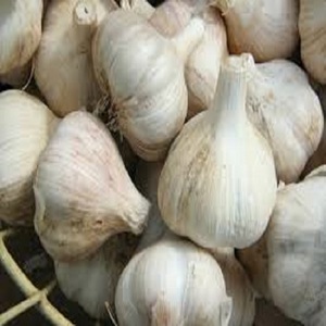 Hot Sale Top Grade Organic <b>Fresh</b> <b>Garlic</b> Normal White <b>Garlic</b> Ready for Export - Product Image 6