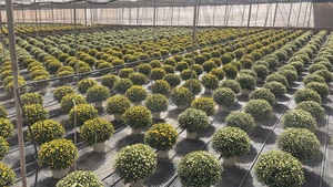 Macetas de vivero certificadas CE/CBE de alta calidad, plástico redondo reciclado, fondo alto disponible, varios colores, uso de plantas, paleta empaquetada - Product Image 4