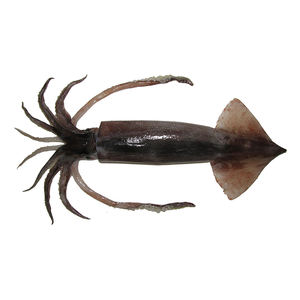 Calamar japonés de primera calidad preparado para compras al por mayor con entrega rápida - Product Image 1