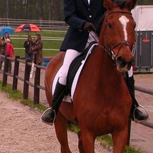 Equipo ecuestre de construcción Premium Estribos para carreras de caballos Estribos para montar a caballo de estilo inglés cómodos de aluminio - Product Image 2