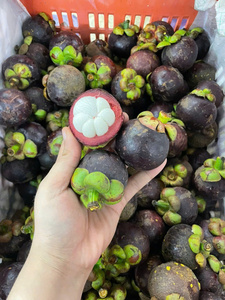 Mangoustan Vietnam Variété Premium Grade Fruits tropicaux du Vietnam pour les acheteurs mondiaux par 99 Gold Data - Product Image 5