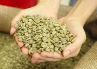 Café spécial du Vietnam, grains de café vert Arabica, taille 16, 100% pur naturel, en vrac pour torréfaction, exportation directe d'usine