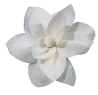 Sola Wood Flower diffuseur de roseau Parfum d'ambiance Fait à la main Sola Flower Echo Friendly Sola Flower Natural to aérer Freshen Reed