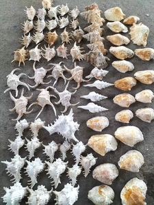 [HOT-DEAL] 2025 Naturel Séché Mixte Océan Coquillages Variété Plage Décor Artisanat Du Vietnam Prix Pas Cher à Vendre - Product Image 2