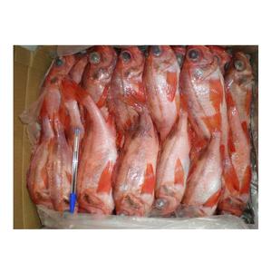 Pescado Mullet Rojo Congelado Puro de Primera Calidad (marisco) en Venta al Precio Mayorista Más Bajo - Product Image 5