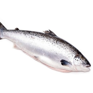 ปลาแซลมอนแอตแลนติกจับได้เร็วกว่า20กก. - Product Image 1