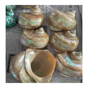 Projets de style côtier avec coquille de conque en blanc et vert fournis par 99 Gold Data Vietnam Manufacturer - Product Image 2