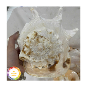 เปลือกหอยสังข์ธรรมชาติขนาดใหญ่เปลือกหอย0084935825297ทะเลมัสเชล - Product Image 1