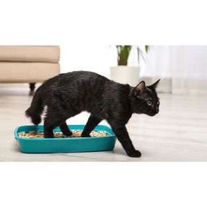 Arena para gatos biodegradable para uso doméstico ecológico - Product Image 3