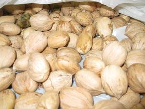 Noix de hickory séchées biologiques de qualité supérieure en gros – Meilleurs prix pour usage alimentaire – En vente - Product Image 3