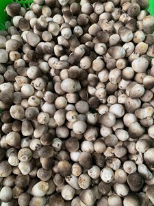Champignons de paille en conserve vietnamiens de qualité export, coupés en deux et entiers en saumure, prêts pour la distribution mondiale | Ms Shyn Tran - Product Image 2