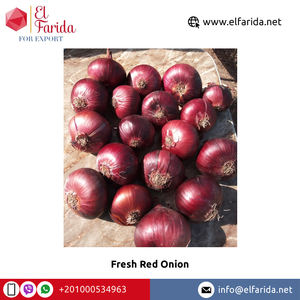 Cebollas Rojas frescas de calidad alimentaria de exportación de origen egipcio-Ampliamente vendidas naturales y deliciosas para compra a granel - Product Image 6