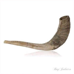 A Z Crafts Corne de bélier polie Shofar Artisanat de haute qualité dans la décoration de la maison de style nautique en couleur naturelle - Product Image 4