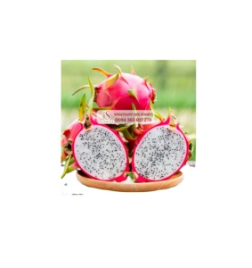 Verse Draak Fruit Premium Grade Vietnam Oorsprong Gezond