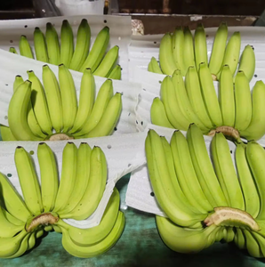 Banana Cavendish Orgánica Fresca de Cosecha al por Mayor - Product Image 2