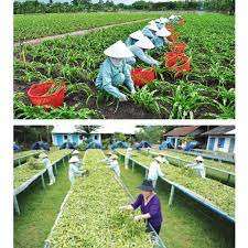 Polvo de Hojas de Crinum Latifolium 100% Puro y Natural de Alta Calidad, Akina - Product Image 6