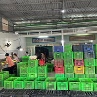 Vietnam Export Kwaliteit Pitloze Citroenen Heldergele Schone Huid Sappige Pulp Perfect Voor Sappen Koken En Wereldwijde Consumenten