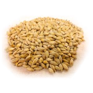 Organic Pure Barley <b>Grain</b> Wholesale Sale of Hulled Barley Malt <b>Grain</b> - Product Image 2