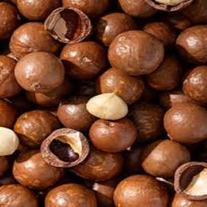 Nueces de Macadamia Orgánicas Naturales al por Mayor, las Más Vendidas, con Cáscara, Snacks Saludables de Vietnam - Product Image 2