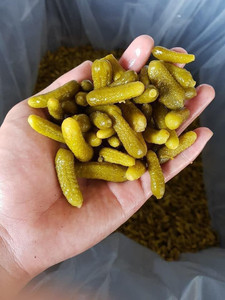 Pepinillos en salmuera de primera calidad, pepinillos crujientes enlatados, pepinillos enteros con mostaza, venta al por mayor para servicios de catering y restaurantes. - Product Image 6