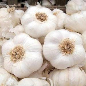 Ail en dés surgelé IQF biologique fraîchement cueilli de qualité supérieure HACCP 10,5 kg Durée de conservation de 2 ans - Product Image 1