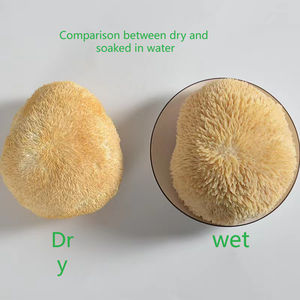 Fabricantes Suministran Hongos Hericium Erinaceus Secos Cultivados Artificialmente de 3-10 cm - Product Image 6