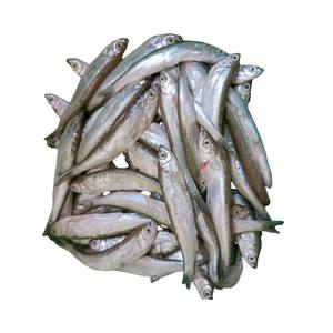 บล็อกปลากะตักแช่แข็งทั้งตัวขายส่งจำนวนมากสำหรับการเดิมพันในราคาตลาดที่แข่งขันได้ - Product Image 2