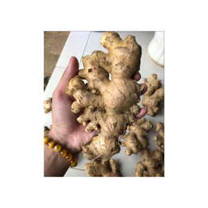 Gingembre frais récolté au Vietnam Parfait pour l'assaisonnement culinaire et rehausser la saveur des plats salés - Product Image 4