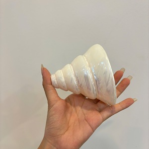 วัสดุเปลือกหอยธรรมชาติสำหรับตกแต่งงานหัตถกรรมและเครื่องประดับทำจากเวียดนามขายส่ง - Product Image 6