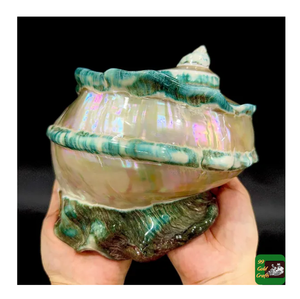 เปลือกหอยสังข์เทอร์โบขนาดยักษ์มาร์มอราตัสเปลือกหอยสังข์ธรรมชาติสำหรับตกแต่งมีหลายขนาดเทอร์โบหยกแบบเป็นแถบในราคาที่ดีที่สุด - Product Image 6