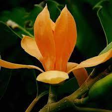 100% Pure & Natural Certified Champa Mangolia Hydrosol Oil Aromatherapy à bas prix et de haute qualité Exportateur en vrac d'Inde - Product Image 4