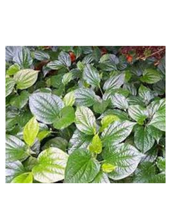 FROZEN PIPER LOTLOT LEAF HERBAL GOODNESS CLEAN LABEL VEGAN PLANTE À BASE DE PURE DETOX IMMUNE DEFENSE - Product Image 1