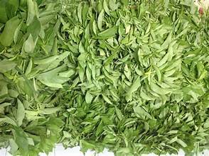 HOJAS DE YUTE PURO CONGELADO FUENTE NATURAL DE VITAMINAS PARA APOYO INMUNE Y DIETAS SANAS A BASE DE PLANTAS - Product Image 4