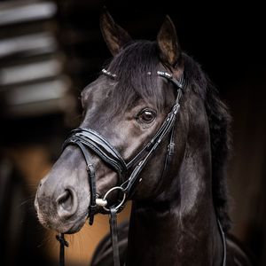 Brida de cuero Showtime - Product Image 4